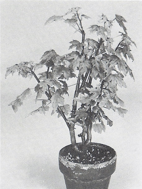 B. suffruticosa